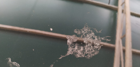 Kuş pisliği araba boyasına nasıl zarar verir?